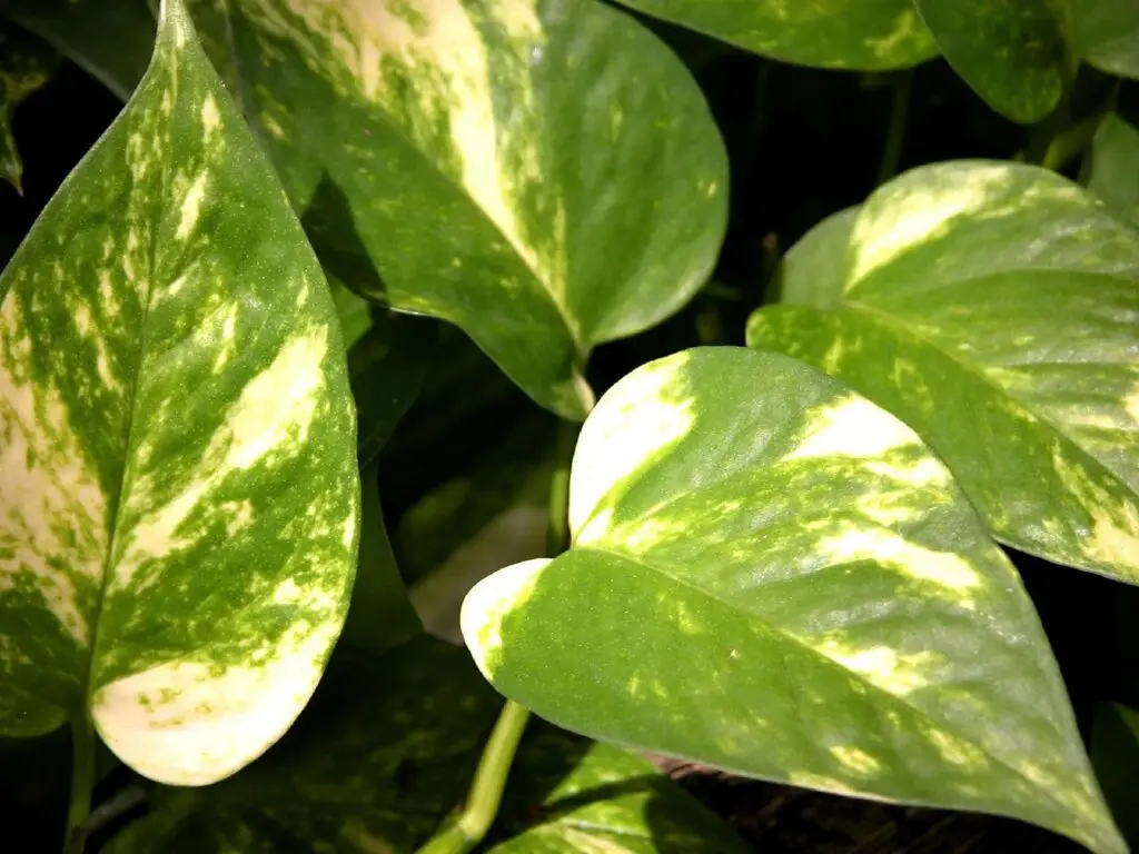 Plantas que purificam o ar da sua casa 5 fd8915b0 cfd6 433a bcdd 726c2ae9c663