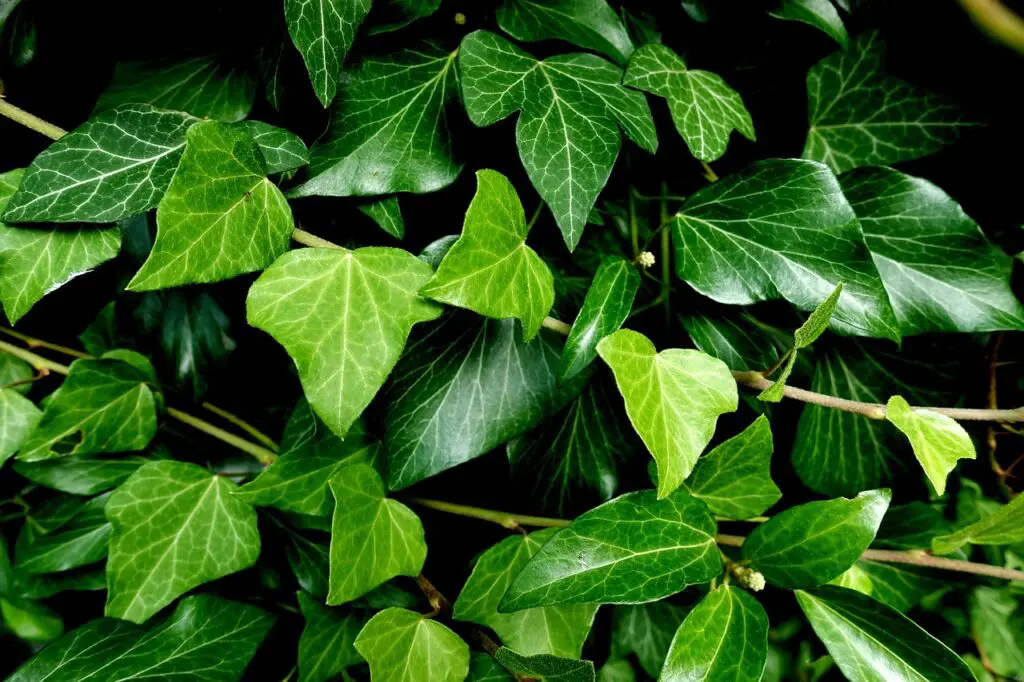 Plantas que purificam o ar da sua casa 2 hera