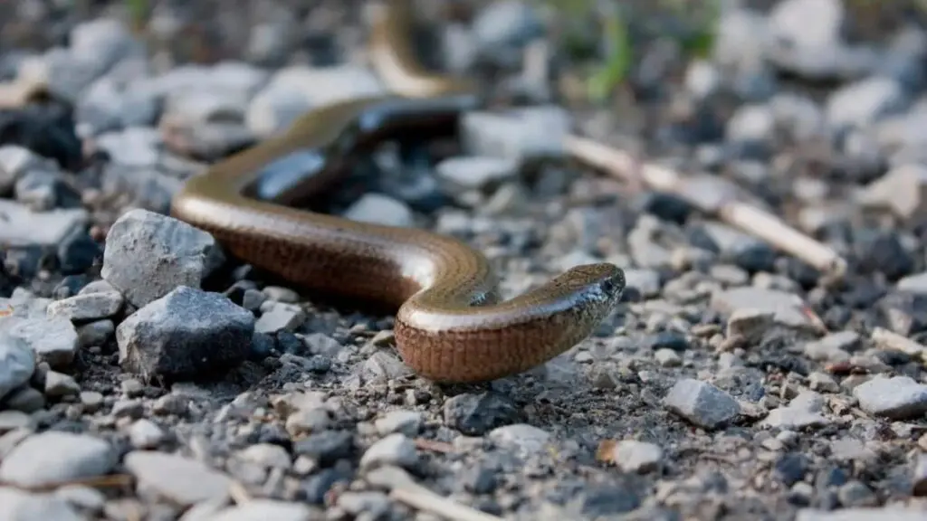 DNIT resgata duas cobras-de-vidro na BR-163 2 cobra