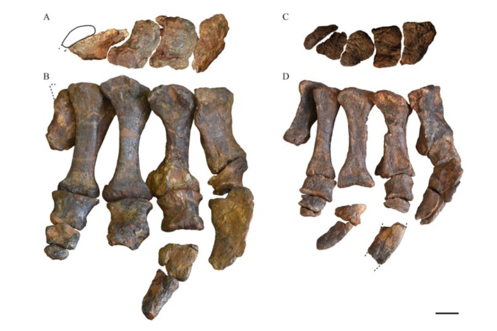 Arqueólogos encontram extraordinária ossada de dinossauro gigantesco de 122 milhões de anos 2 ossada de dinossauro