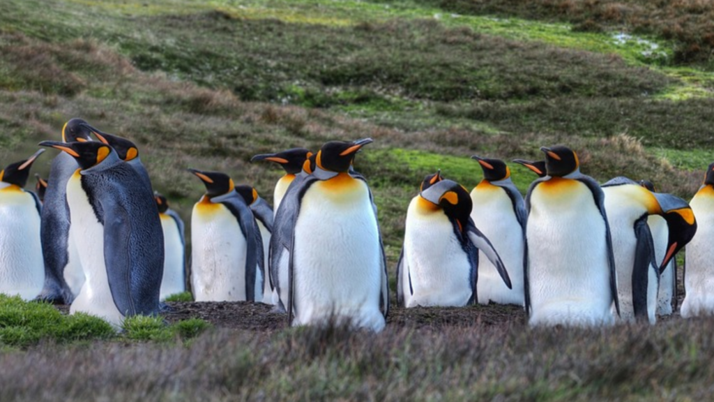 As 6 cidades fantásticas que apenas animais habitam 2 aaaaaaa 23
