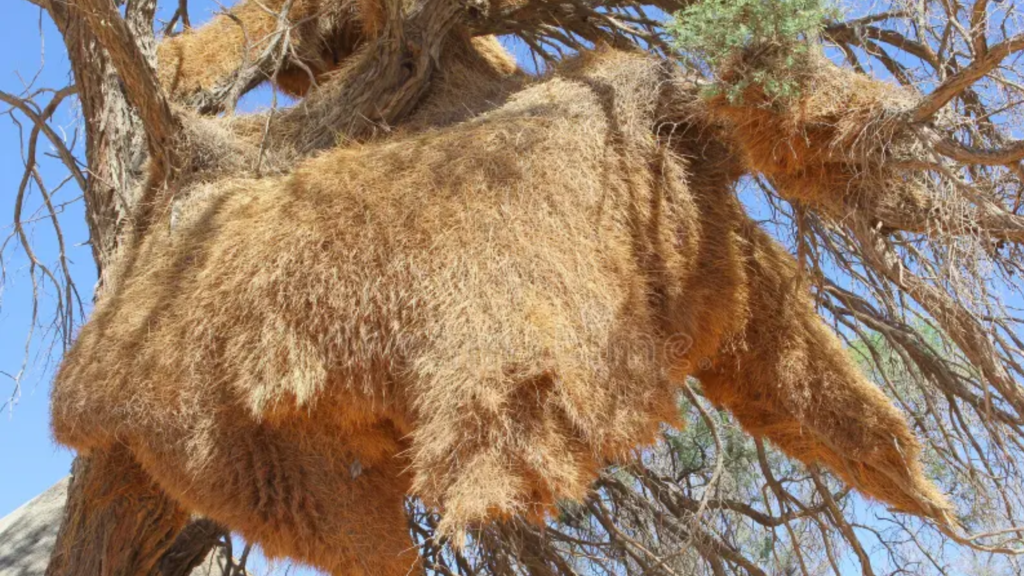 As 6 cidades fantásticas que apenas animais habitam 7 aaaaaaa 28