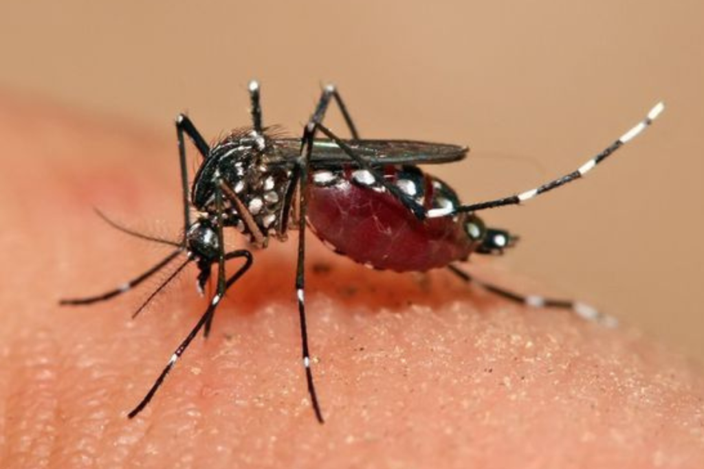 Dez estados já iniciaram a vacinação contra a dengue em crianças 2 jornal cedro img 79