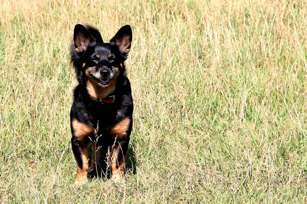 Estudo revela as raças de cães que vivem mais tempo 2 lancashire heeler 7612339 1920