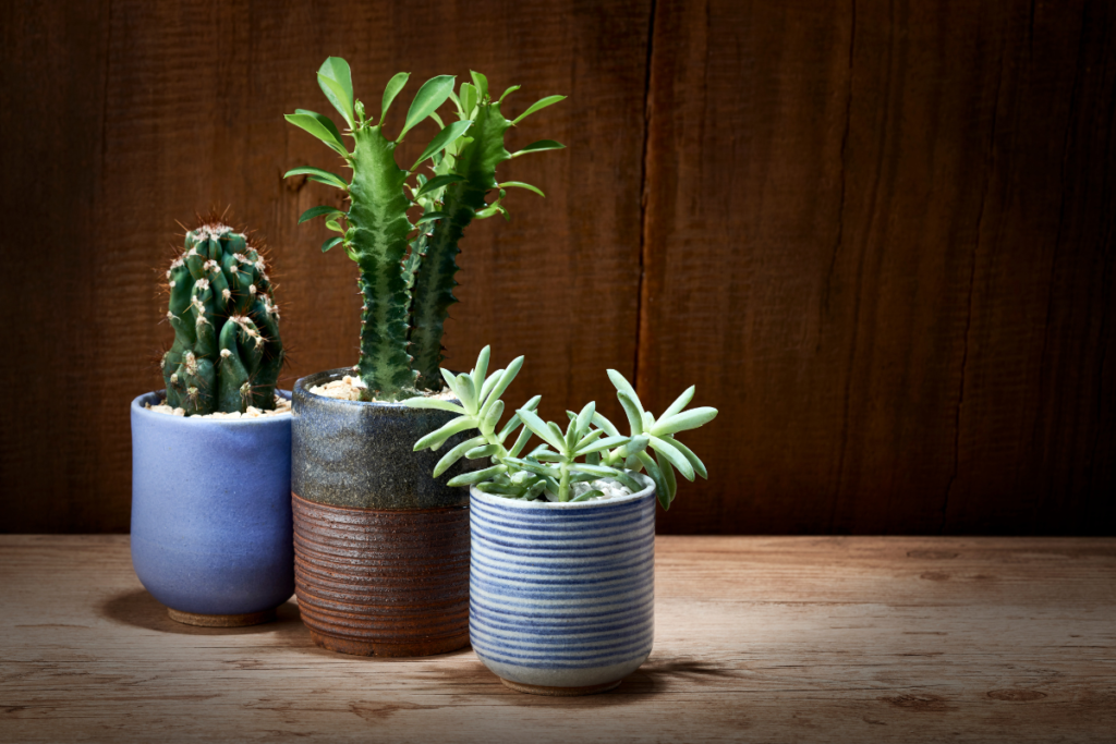 Plantas que prosperam dentro de casa: Guia para iniciantes 6 planta 5