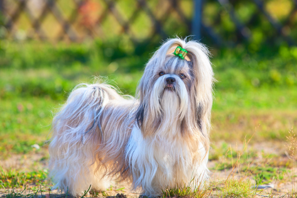 Cuidados essenciais com cachorros da raça Shih-Tzu 2 shih tzu2