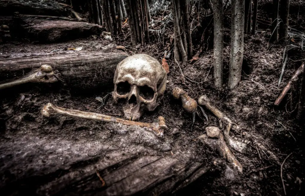 Escavações continuam avançando na descoberta de fósseis dos primeiros habitantes do Brasil 2 skull 2525192 1280