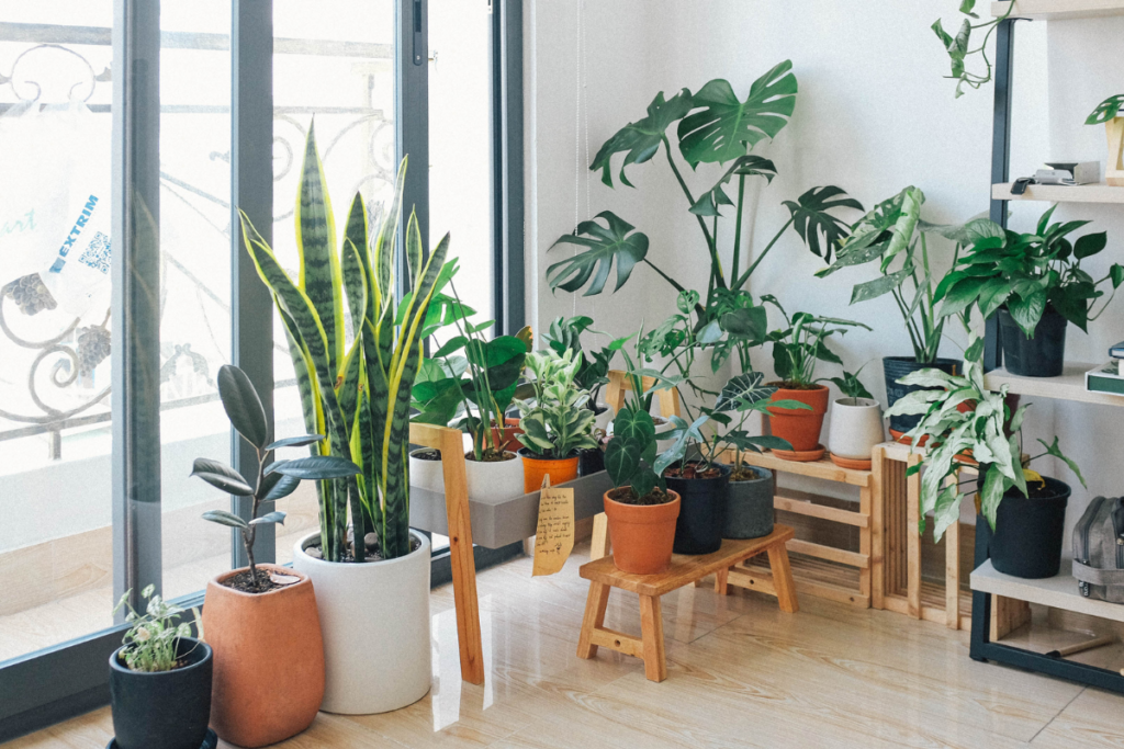 Plantas que transformam sua casa e melhoram sua saúde 2 jornal cedro img 13 4
