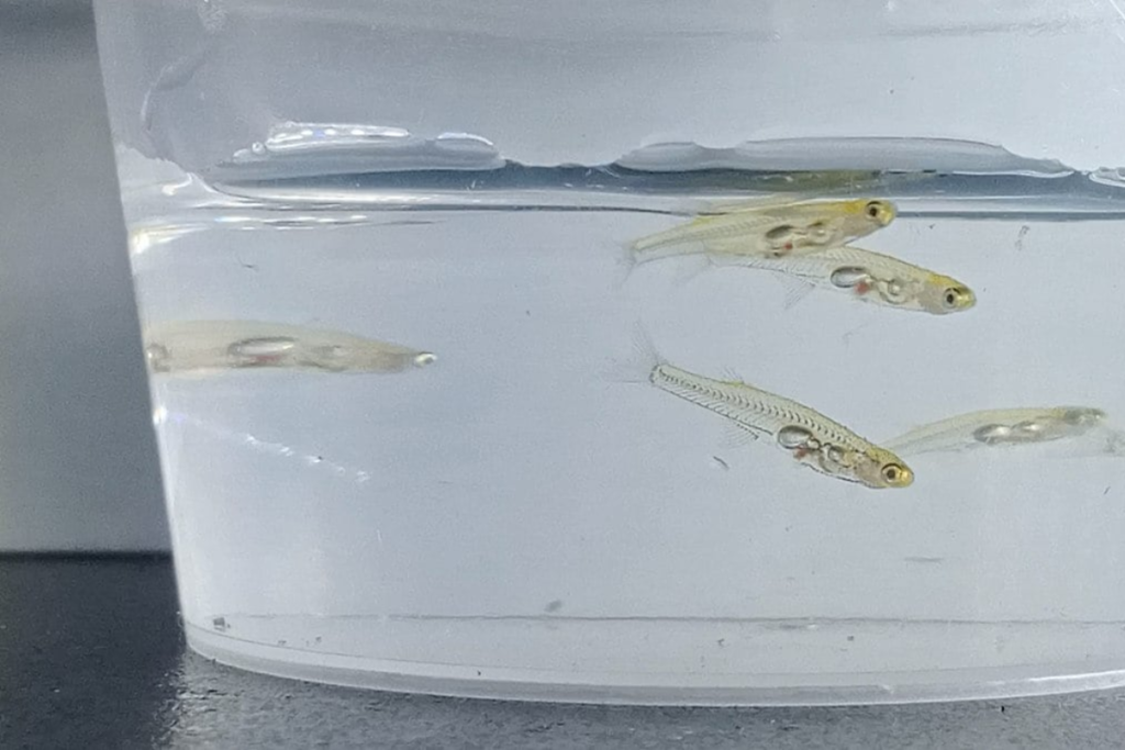 O surpreendente som emitido pelo menor peixe do mundo 2 jornal cedro img 14 1