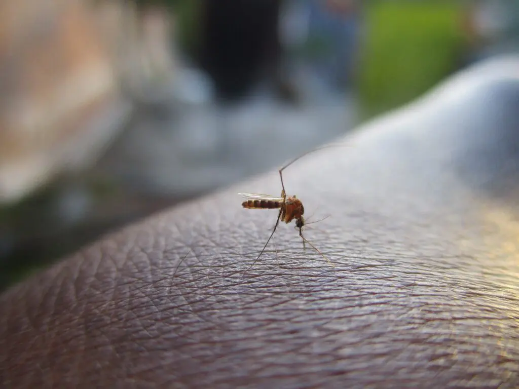 15 dicas de como eliminar o mosquito da dengue 2 mosquito 2566773 1920