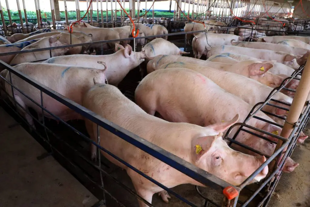 Suinocultura do Paraná tem predominância do modelo integrado com agroindústrias 2 Suinocultura