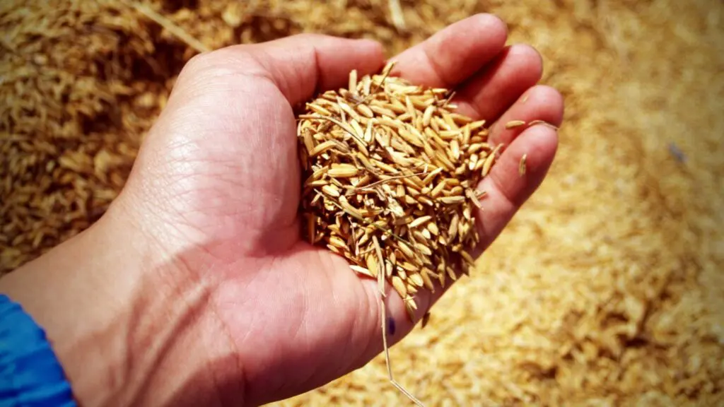 MP multa 65 empresas gaúchas por aumento exorbitante nos preços de produtos essenciais 2 arroz