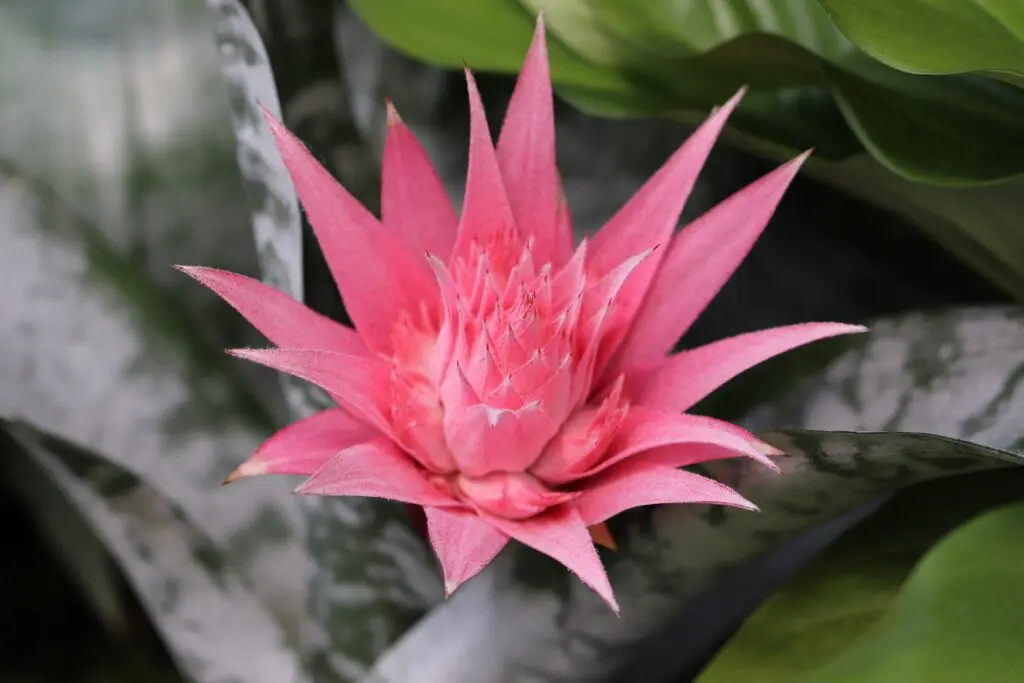 A importância da bromélia na economia e cultura 2 bromelia 2