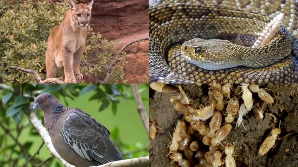 A Caatinga: um tesouro único do Brasil que precisa de proteção 3 Caatinga