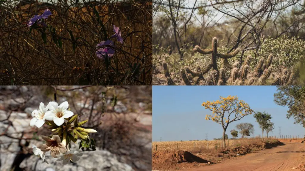 A Caatinga: um tesouro único do Brasil que precisa de proteção 2 Caatinga