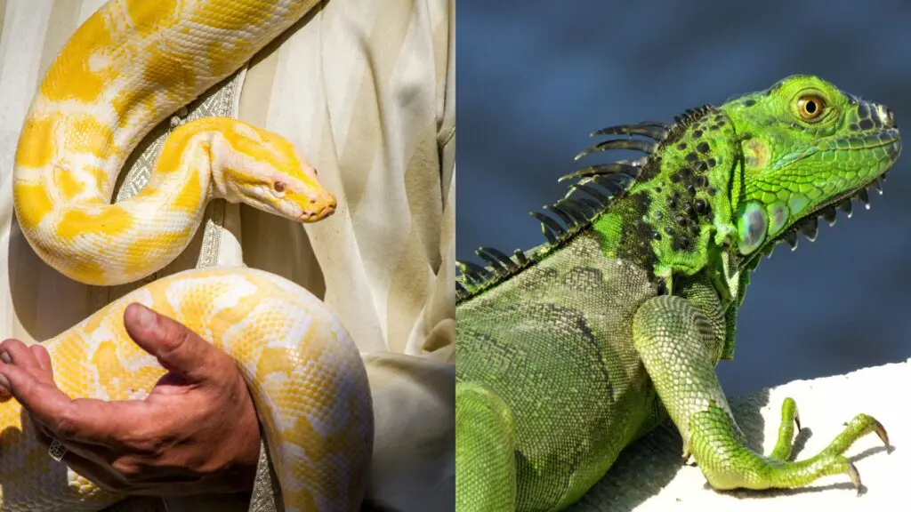 Animais de estimação que não são realmente de estimação 2 estimação