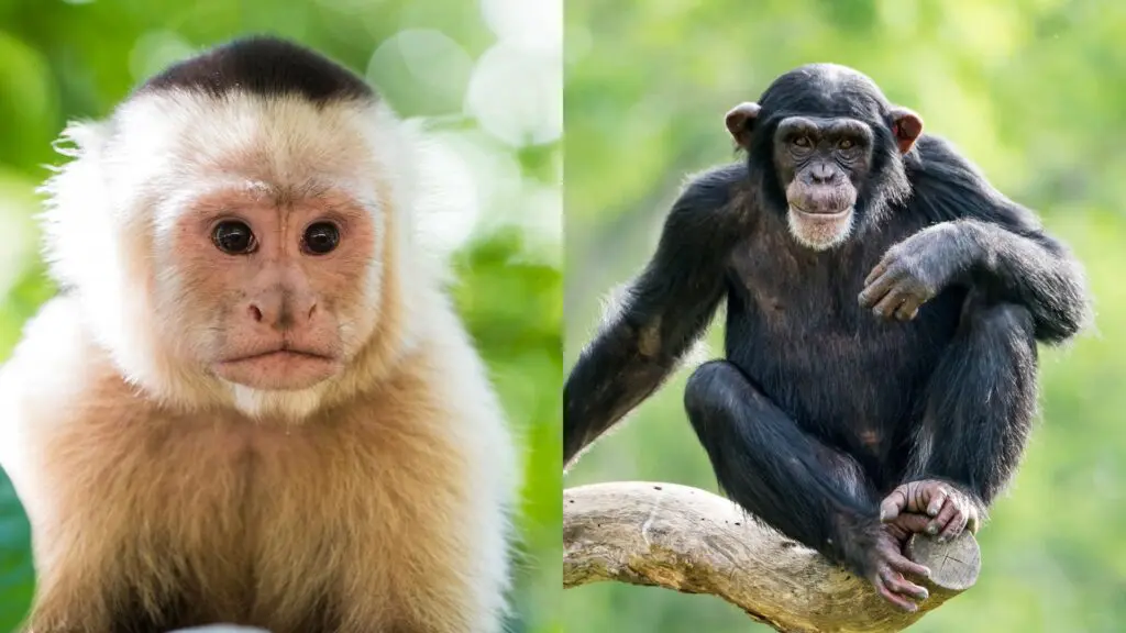 Animais de estimação que não são realmente de estimação 3 estimação