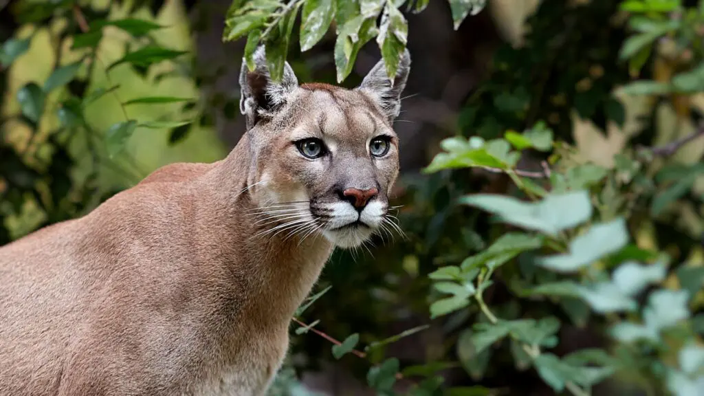 Animais de estimação que não são realmente de estimação 4 estimação