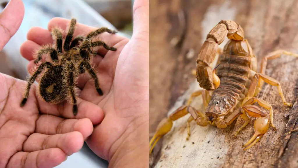 Animais de estimação que não são realmente de estimação 5 estimação