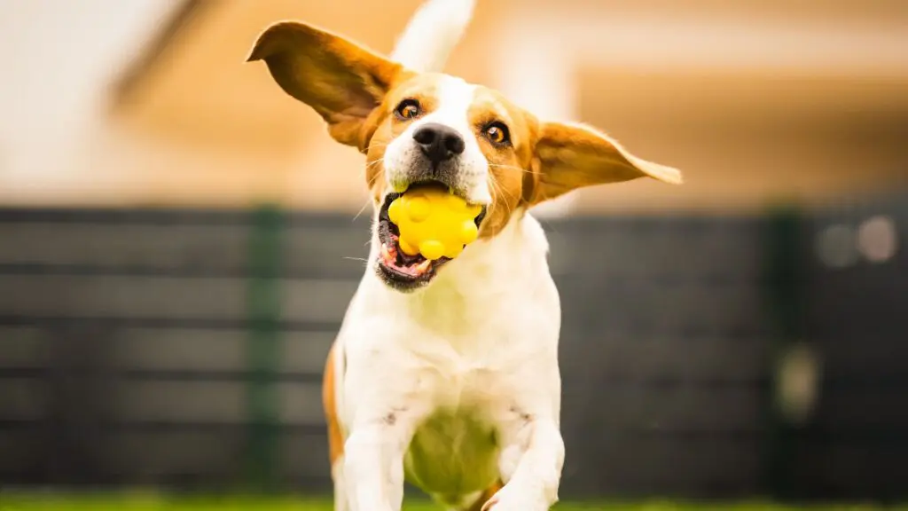 5 dicas essenciais para garantir uma vida longa ao seu cachorro 3 vida-do-seu-cachorro.jpgvida-do-seu-cachorro.jpgvida-do-seu-cachorro.jpg