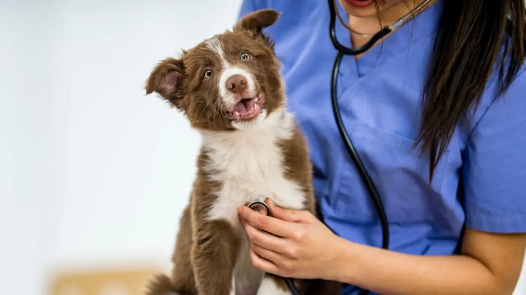 5 dicas essenciais para garantir uma vida longa ao seu cachorro 4 vida