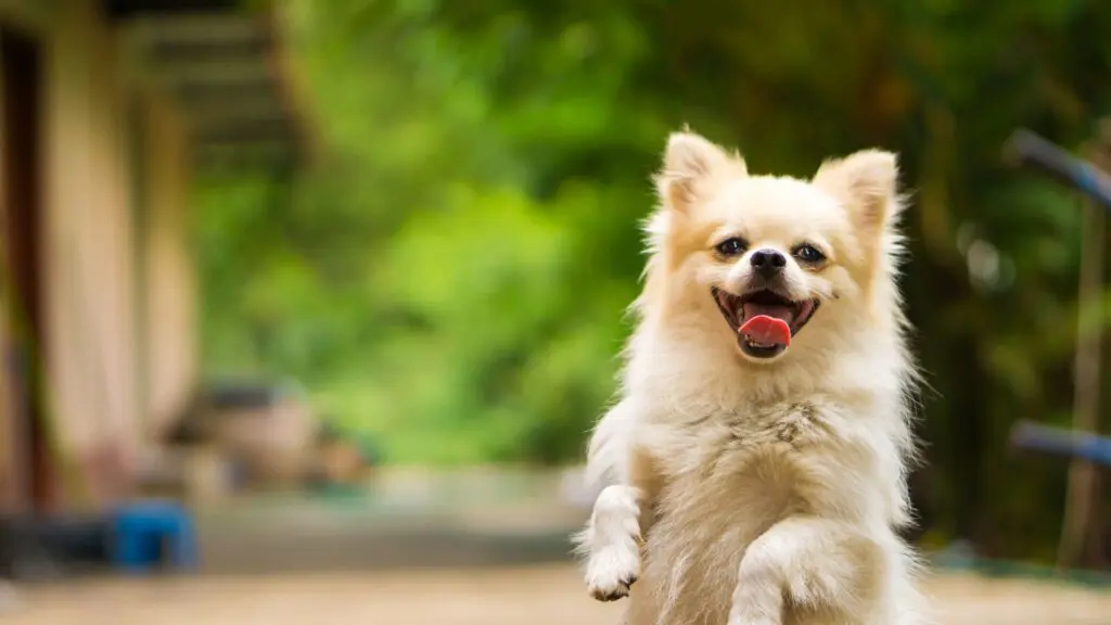 5 dicas essenciais para garantir uma vida longa ao seu cachorro 5 vida