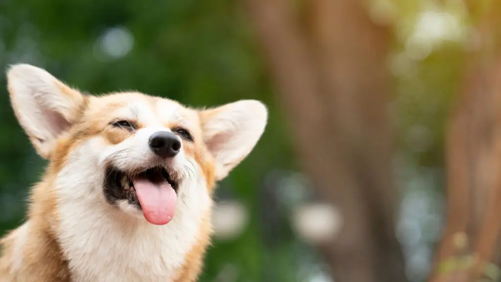 5 dicas essenciais para garantir uma vida longa ao seu cachorro 6 vida