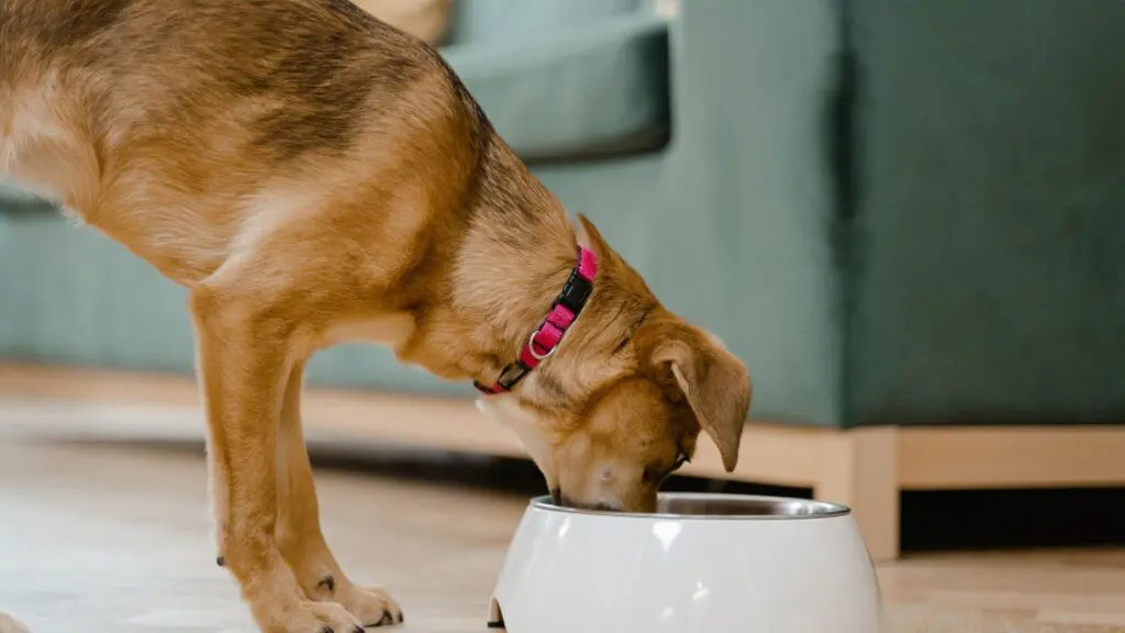 5 dicas essenciais para garantir uma vida longa ao seu cachorro 2 vida