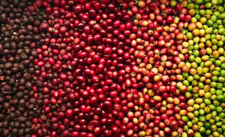 Exportações do agronegócio brasileiro batem recorde histórico em julho com US$ 15,44 bilhões 2 Setor de exportações registrou crescimento de 8,8% em comparação ao mesmo mês de 2023, impulsionado por aumento nas vendas de soja, carnes e café