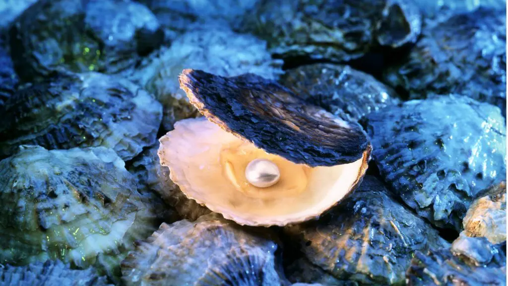 O mistério das pérolas: como as ostras criam essas joias naturais 2 pérolas