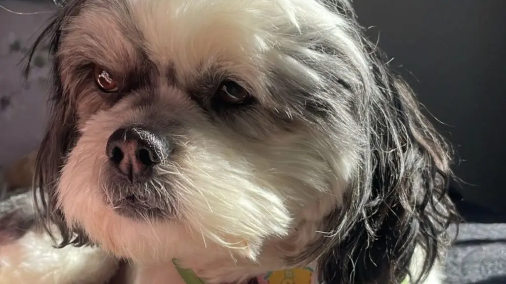 Cachorros pensam? Entenda como funciona a mente canina 2 Cachorros
