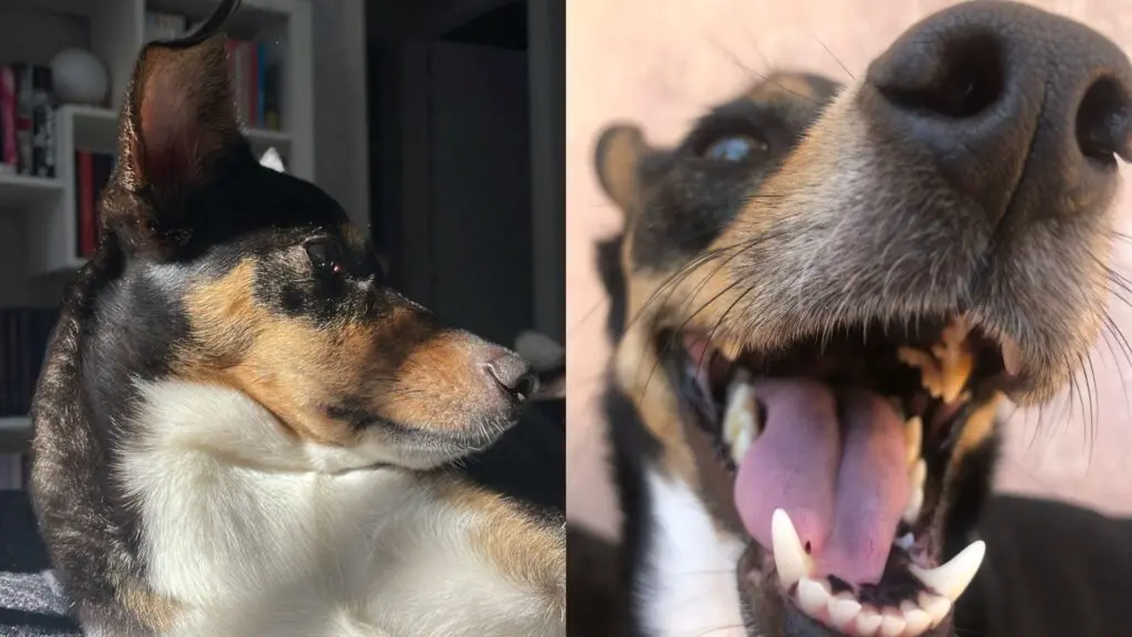 Cachorros pensam? Entenda como funciona a mente canina 3 Cachorros