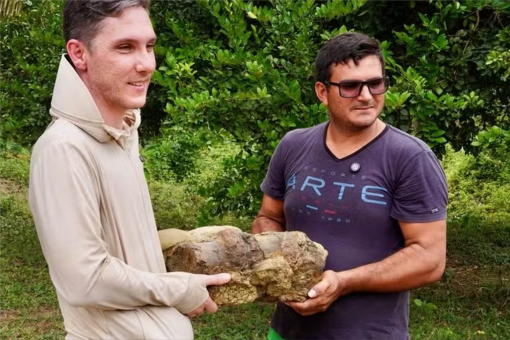Desenterrado na Amazônia alguns fósseis de gigantes extintos 2 fosseis 2