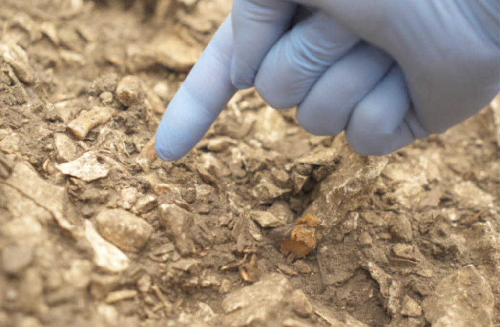 Neandertais: descoberta de esqueleto na França revela existência de duas linhagens 2 neandertais 1