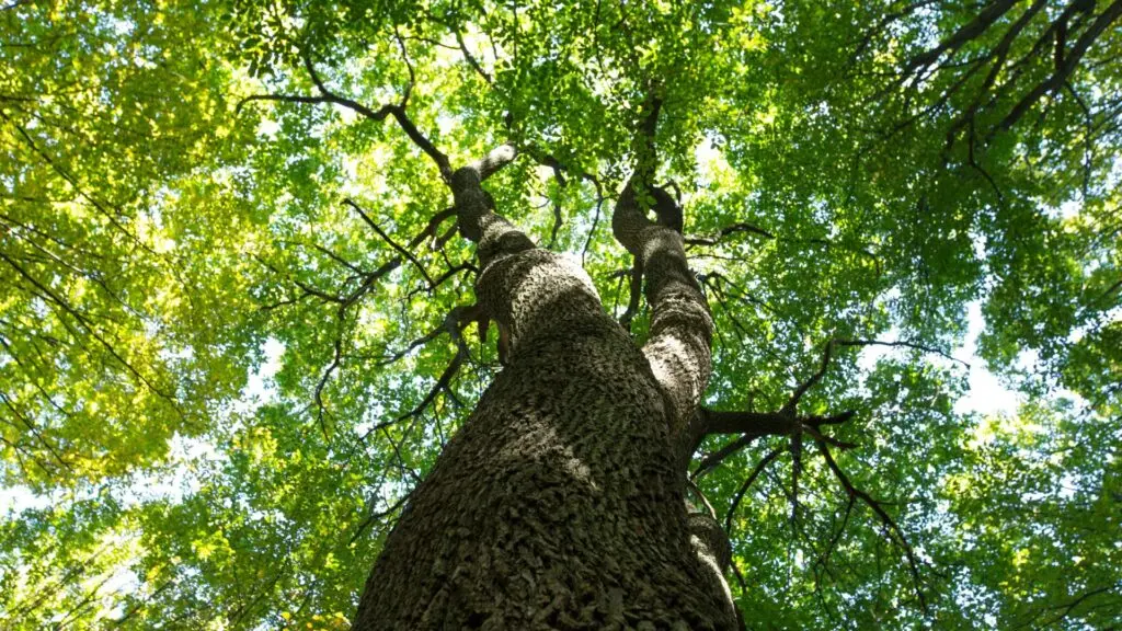 Árvores ameaçadas de extinção colocam humanidade em risco 2 Árvores