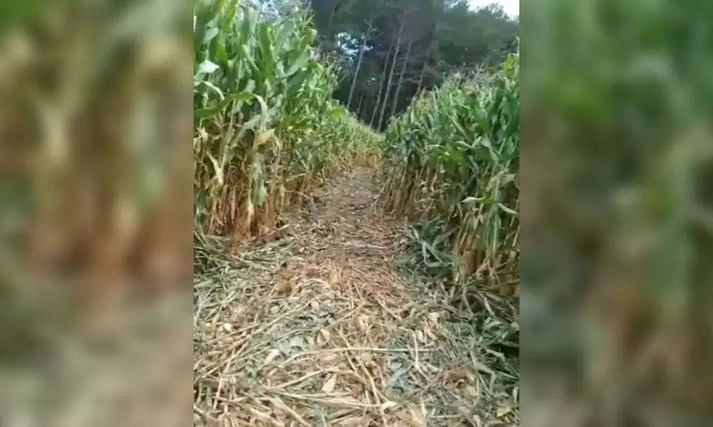 PM apreende veículo carregado com cigarros contrabandeado após dano em lavoura 2 O condutor tentou evitar a abordagem e fugiu, tendo invadido uma lavoura, onde acabou abandonando o veículo