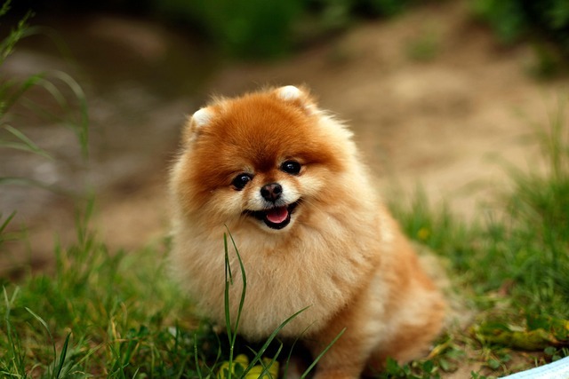 As 10 raças de cães mais fofas do mundo: Conheça os peludos mais encantadores 2 WhatsApp Image 2025 03 04 at 09.52.40