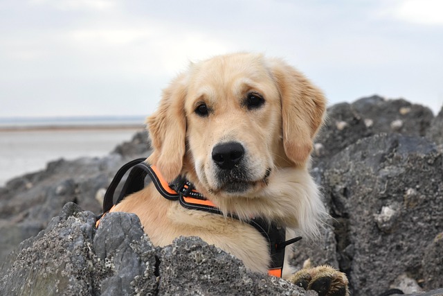 As 10 raças de cães mais fofas do mundo: Conheça os peludos mais encantadores 3 WhatsApp Image 2025 03 04 at 09.53.25