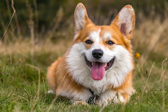 As 10 raças de cães mais fofas do mundo: Conheça os peludos mais encantadores 5 WhatsApp Image 2025 03 04 at 09.54.58