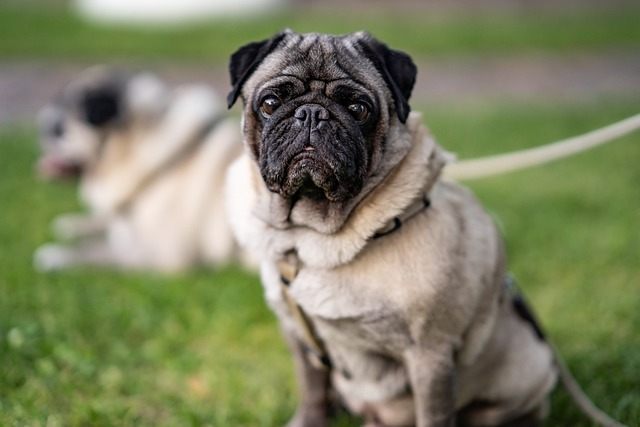 As 10 raças de cães mais fofas do mundo: Conheça os peludos mais encantadores 6 raça