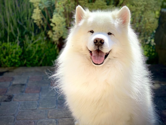 As 10 raças de cães mais fofas do mundo: Conheça os peludos mais encantadores 7 WhatsApp Image 2025 03 04 at 09.56.05