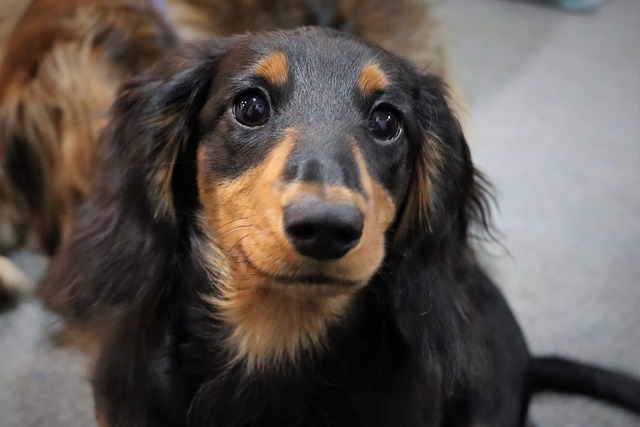 As 10 raças de cães mais fofas do mundo: Conheça os peludos mais encantadores 8 WhatsApp Image 2025 03 04 at 09.56.34
