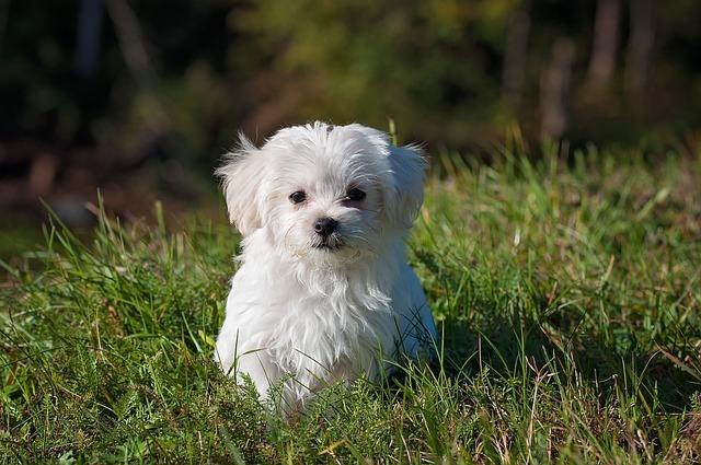 As 10 raças de cães mais fofas do mundo: Conheça os peludos mais encantadores 9 WhatsApp Image 2025 03 04 at 09.57.12