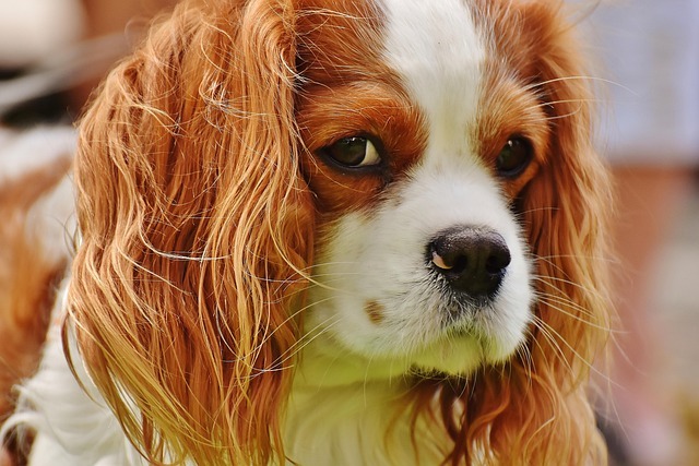 As 10 raças de cães mais fofas do mundo: Conheça os peludos mais encantadores 11 WhatsApp Image 2025 03 04 at 09.59.19