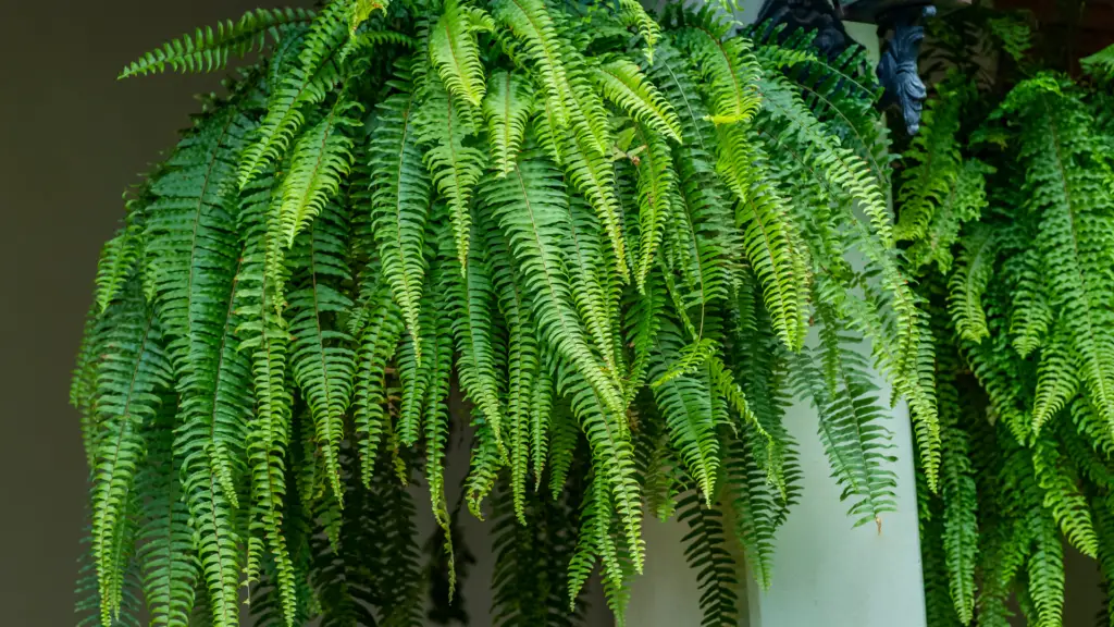 As melhores plantas para se ter em casa 3 plantas