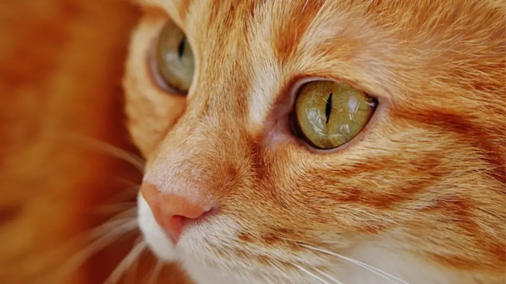 Os Gatos com cores que desafiam a natureza 2 fotos nicolle 95