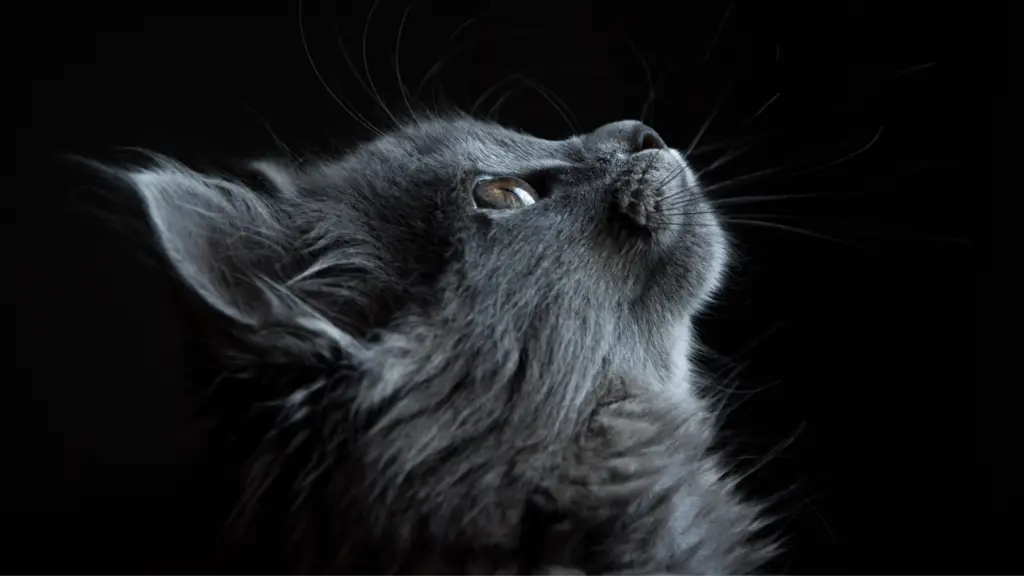 Os Gatos com cores que desafiam a natureza 3 gatos