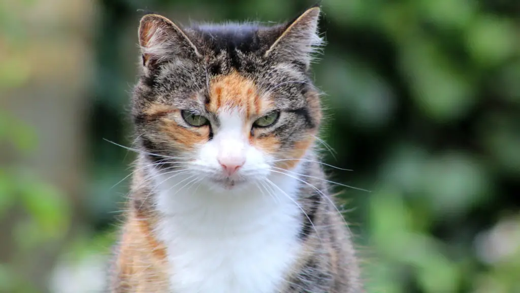 Os Gatos com cores que desafiam a natureza 4 fotos nicolle 97
