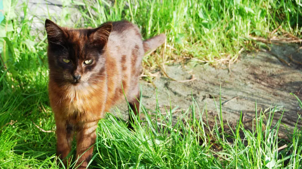 Os Gatos com cores que desafiam a natureza 5 fotos nicolle 98