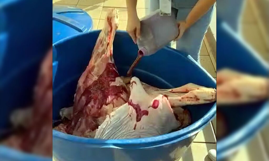 Carne estragada era “maquiada” com corante vermelho em estabelecimentos de SC 4 Em um dos estabelecimentos, corante vermelho era utilizado em carne estragada para “maquiá-las” e deixá-las com uma aparência de frescor